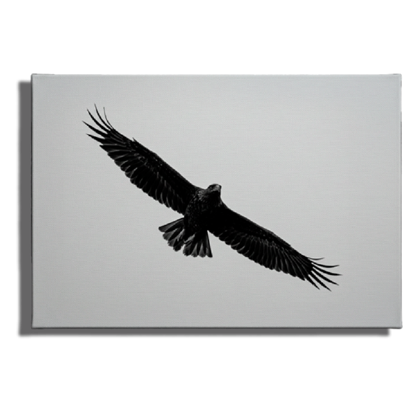 Cuadro Impreso Águila en Vuelo